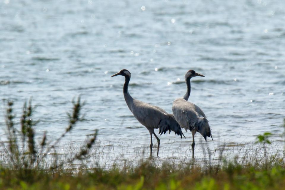 Nandur Madhyameshwar Wildlife Sanctuary 